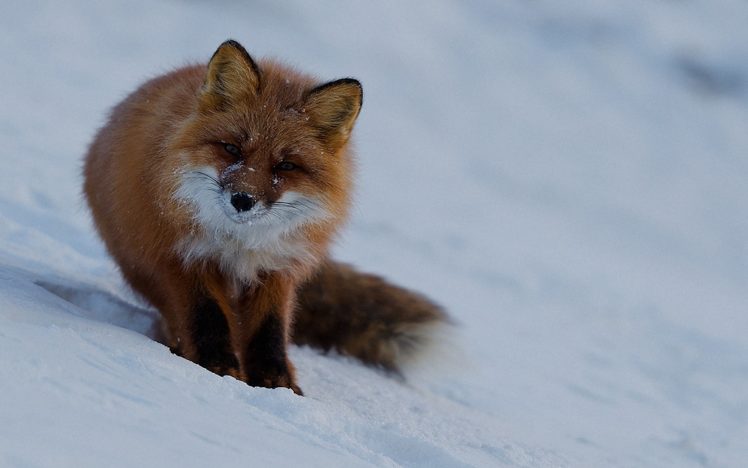 animals, Wildlife, Foxes HD Wallpaper Desktop Background