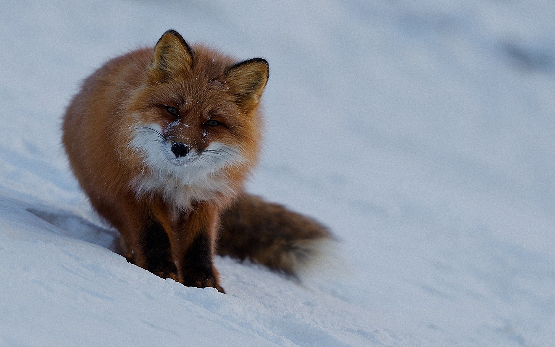 animals, Wildlife, Foxes Wallpaper