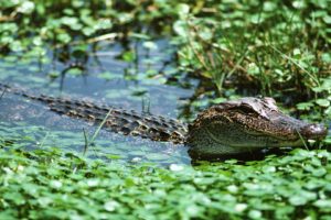 crocodiles, Lakes