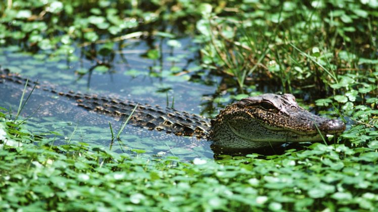 crocodiles, Lakes HD Wallpaper Desktop Background