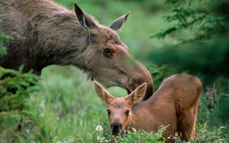 animals, Moose HD Wallpaper Desktop Background