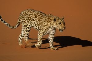 sand, Animals, Namibia, Leopards, National, Park