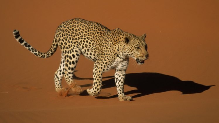 sand, Animals, Namibia, Leopards, National, Park HD Wallpaper Desktop Background