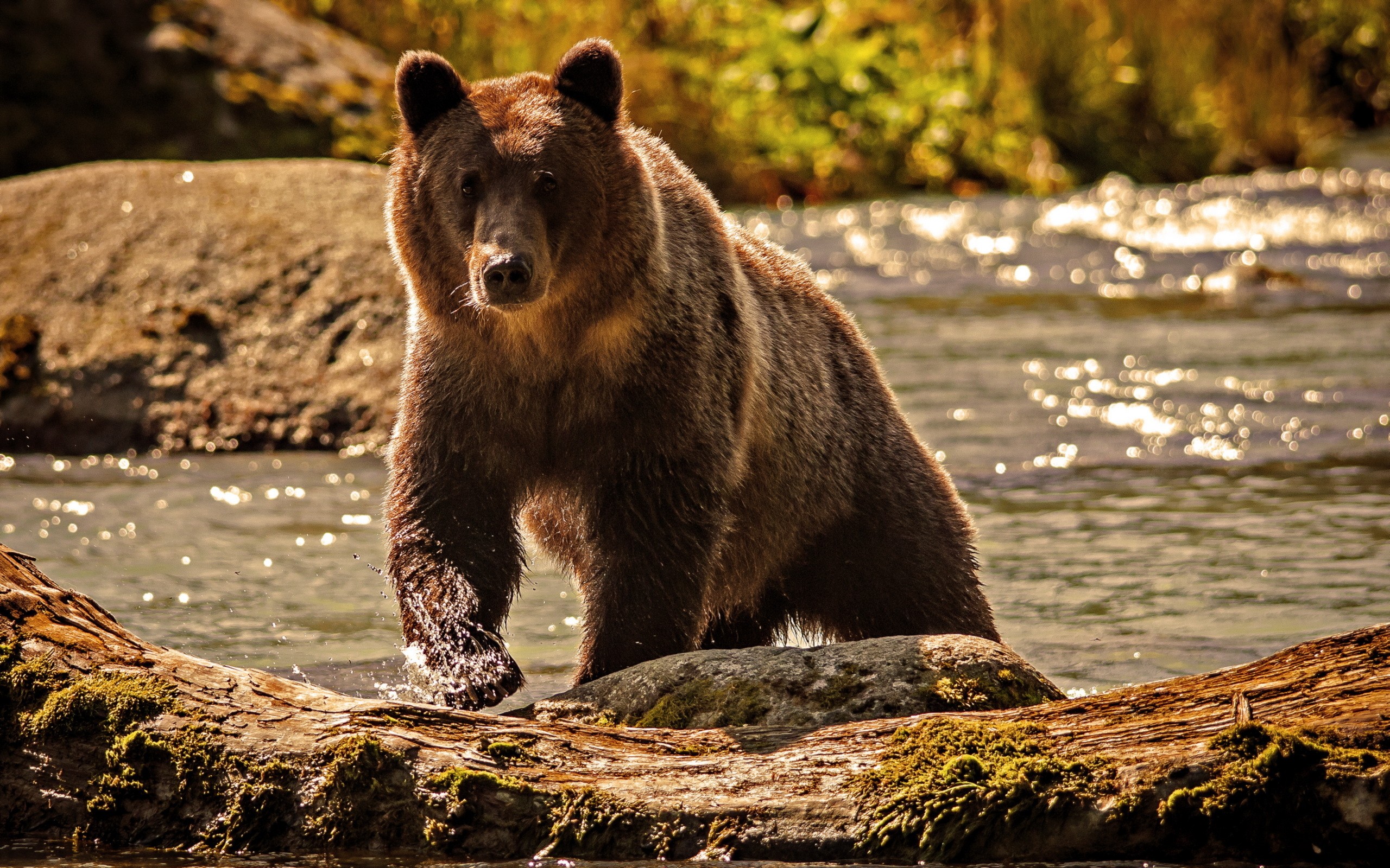 animals, Bears Wallpaper