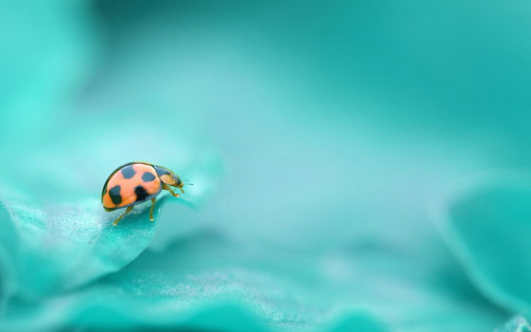 insects HD Wallpaper Desktop Background
