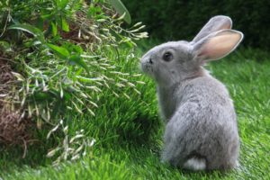 bunnies, Animals, Rabbits