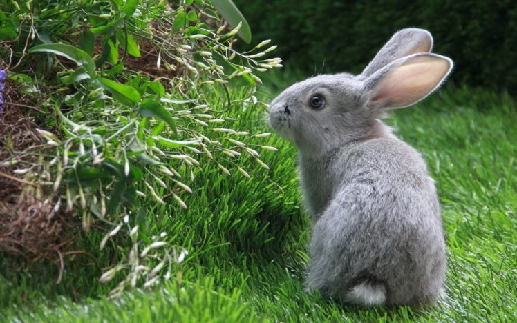 bunnies, Animals, Rabbits HD Wallpaper Desktop Background
