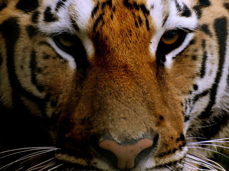 animals, Tigers HD Wallpaper Desktop Background