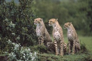 animals, Cheetahs, Feline