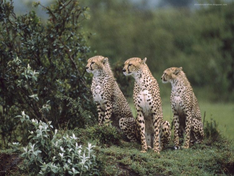 animals, Cheetahs, Feline HD Wallpaper Desktop Background