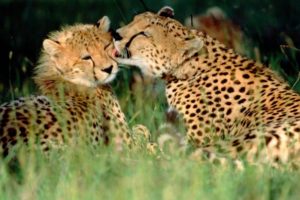 animals, Grass, Cheetahs, Affection, Kenya, Baby, Animals