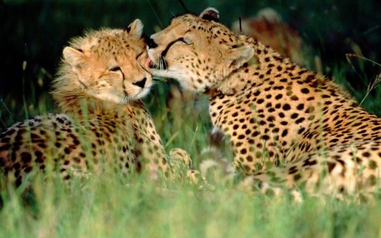 animals, Grass, Cheetahs, Affection, Kenya, Baby, Animals HD Wallpaper Desktop Background