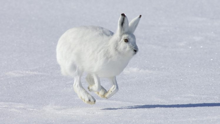 canada, Arctic, Rabbits, Islands HD Wallpaper Desktop Background