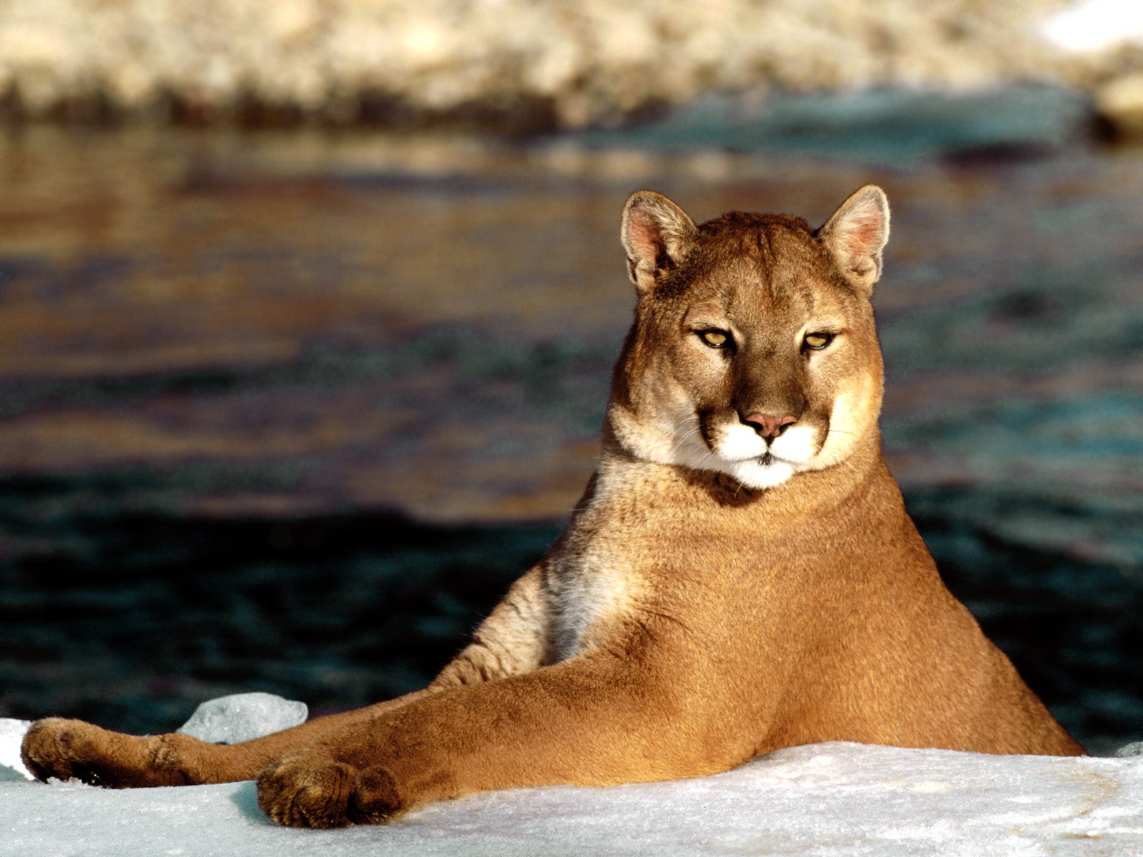 puma, Sunlight Wallpaper