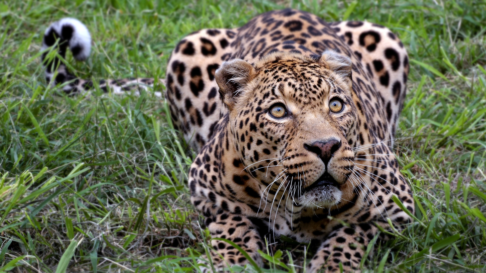 animals, Leopards Wallpaper