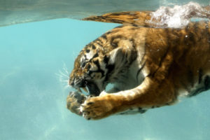 water, Nature, Animals, Tigers, Wet