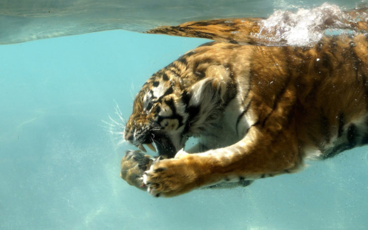 water, Nature, Animals, Tigers, Wet HD Wallpaper Desktop Background