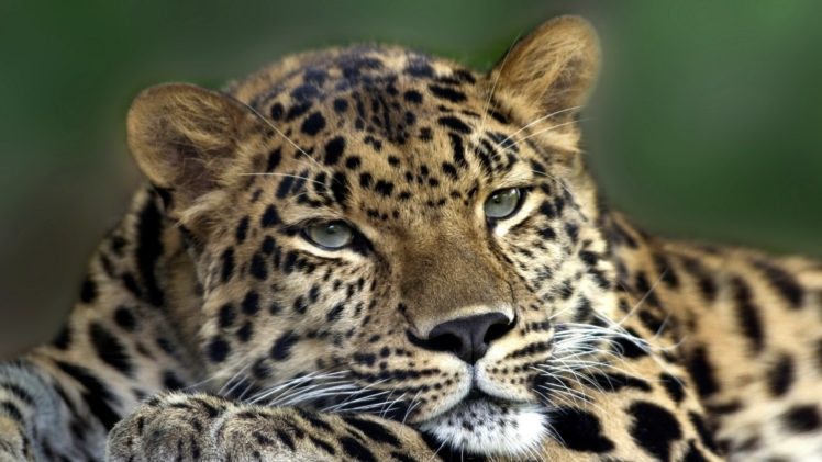animals, Leopards, Amur, Leopard HD Wallpaper Desktop Background