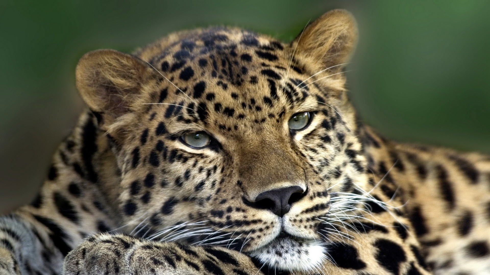 animals, Leopards, Amur, Leopard Wallpaper
