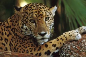 animals, Profile, Jaguars, Belize