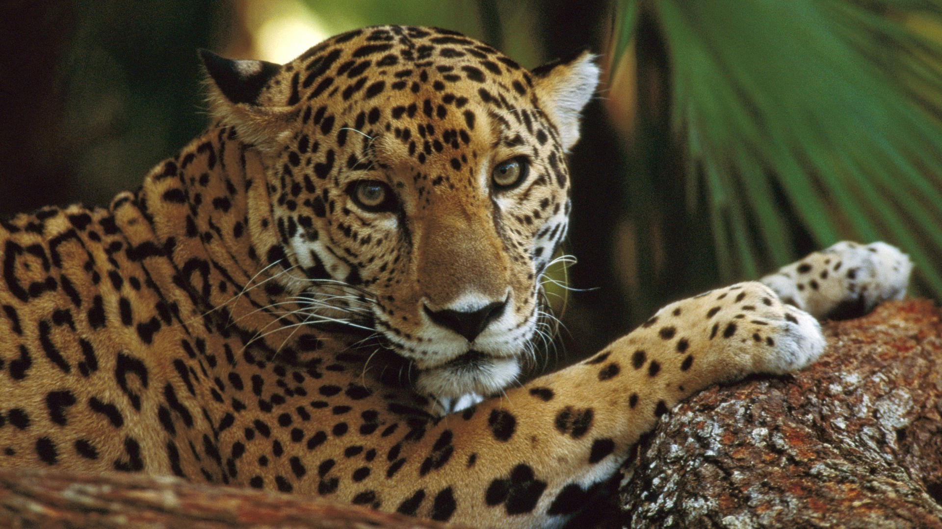 animals, Profile, Jaguars, Belize Wallpaper