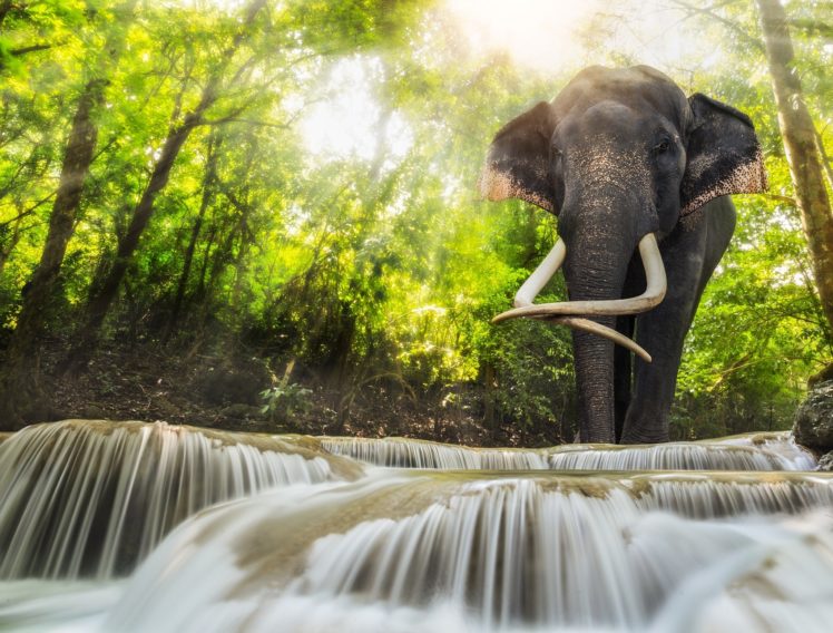 elephant, Forest, River, Water, Sun, Light HD Wallpaper Desktop Background
