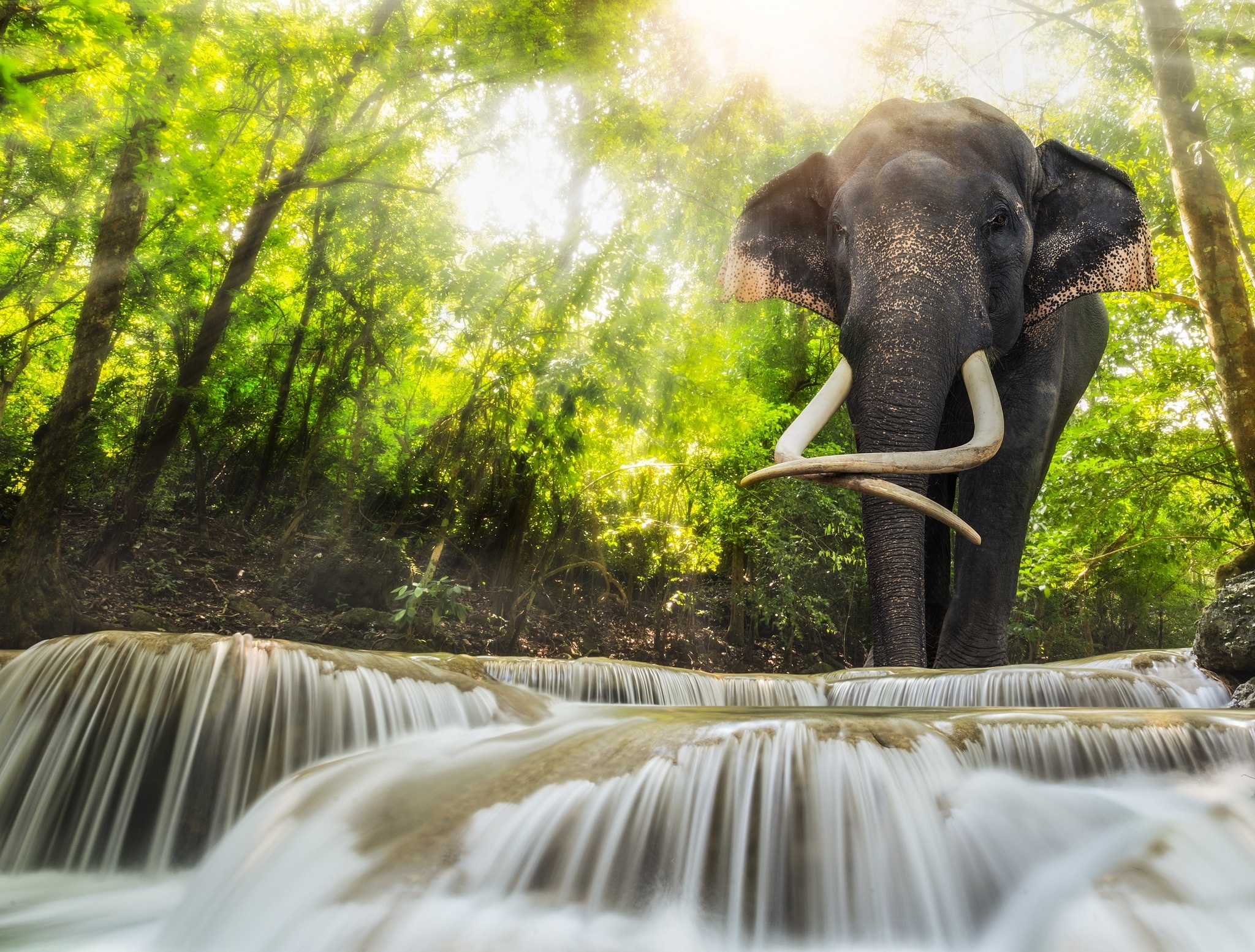 elephant, Forest, River, Water, Sun, Light Wallpaper