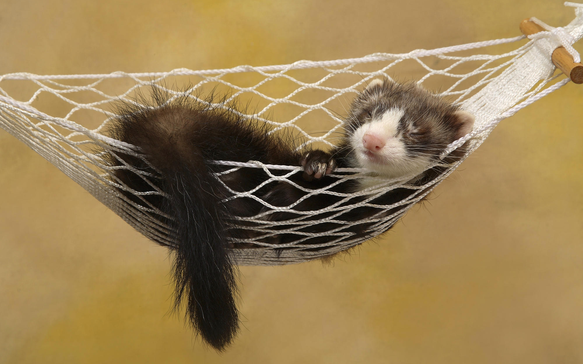 ferret,  1 Wallpaper