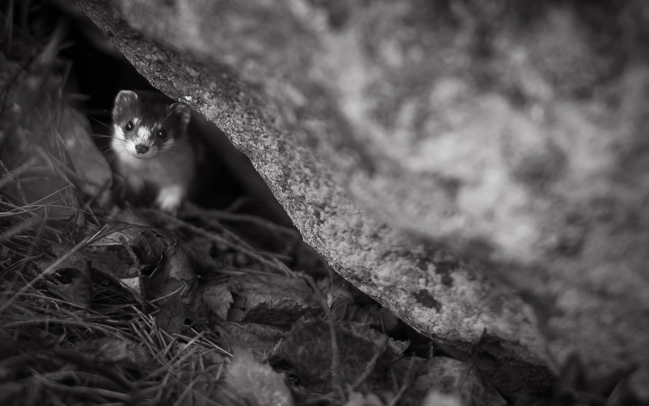 ferret Wallpaper