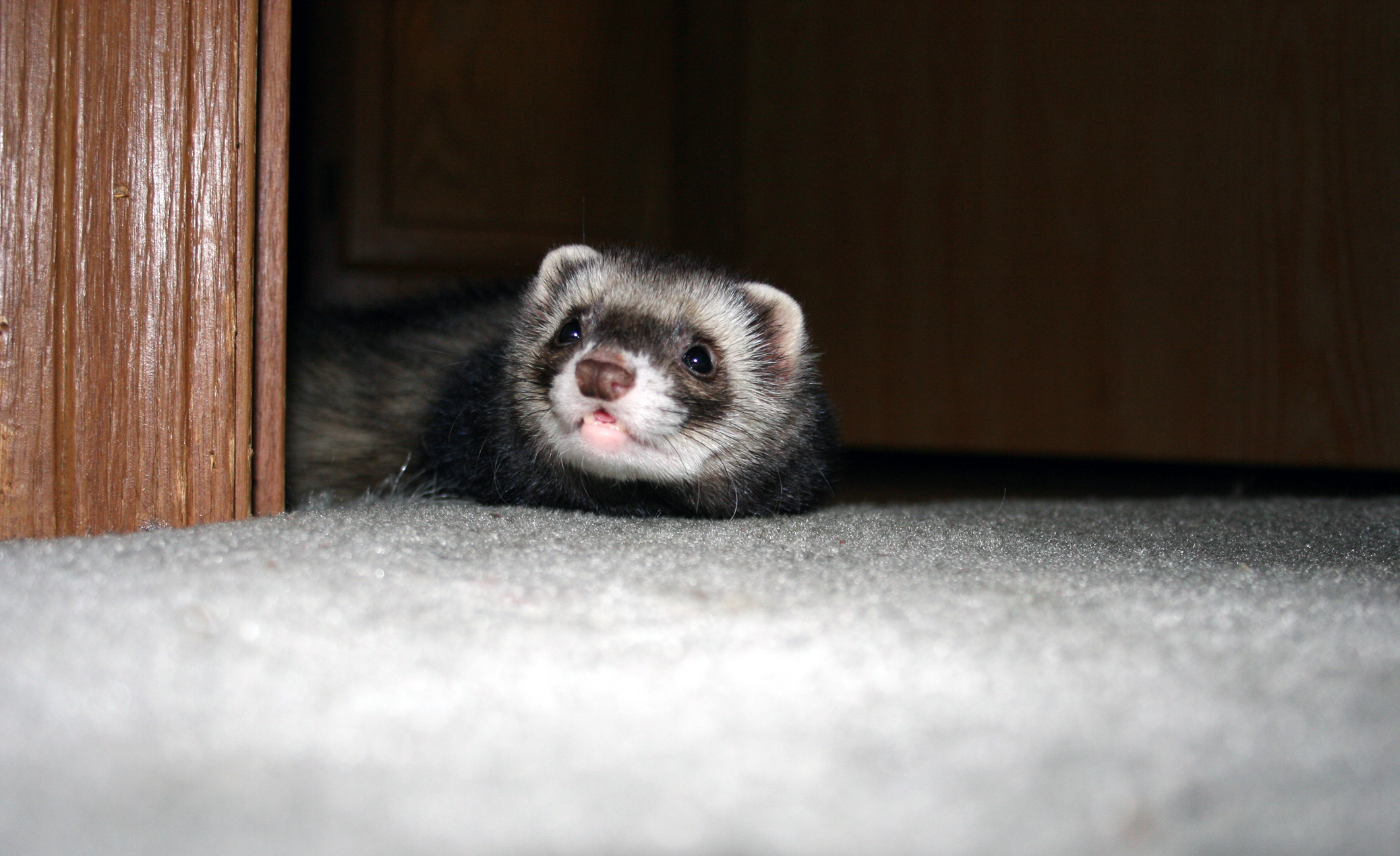 ferret,  7 Wallpaper