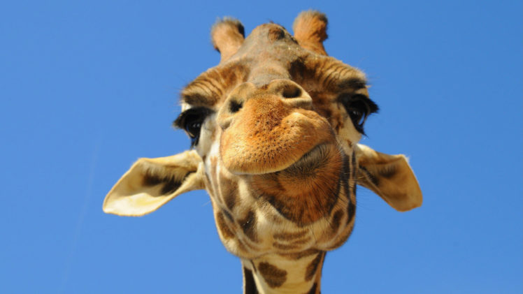 giraffe,  3 HD Wallpaper Desktop Background