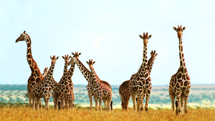 giraffe,  11 HD Wallpaper Desktop Background