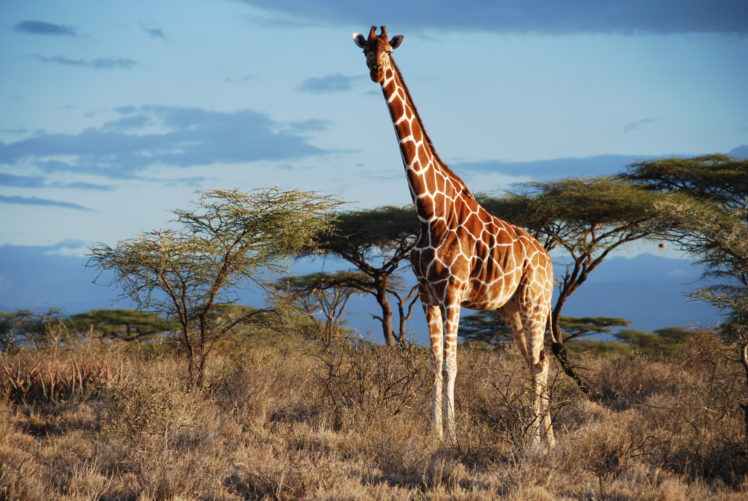 giraffe,  17 , Jpg HD Wallpaper Desktop Background