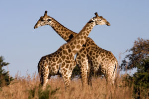 giraffe,  22