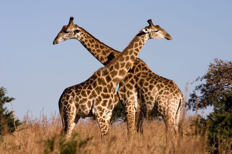 giraffe,  22 HD Wallpaper Desktop Background