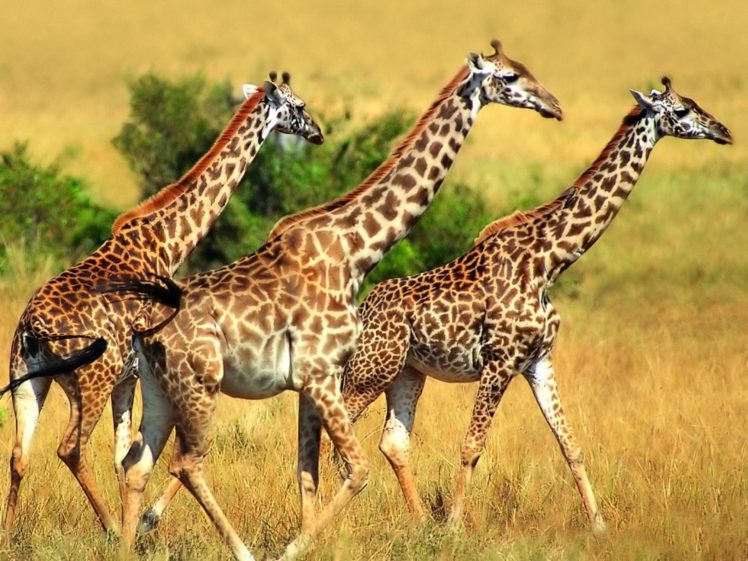 giraffe,  21 HD Wallpaper Desktop Background