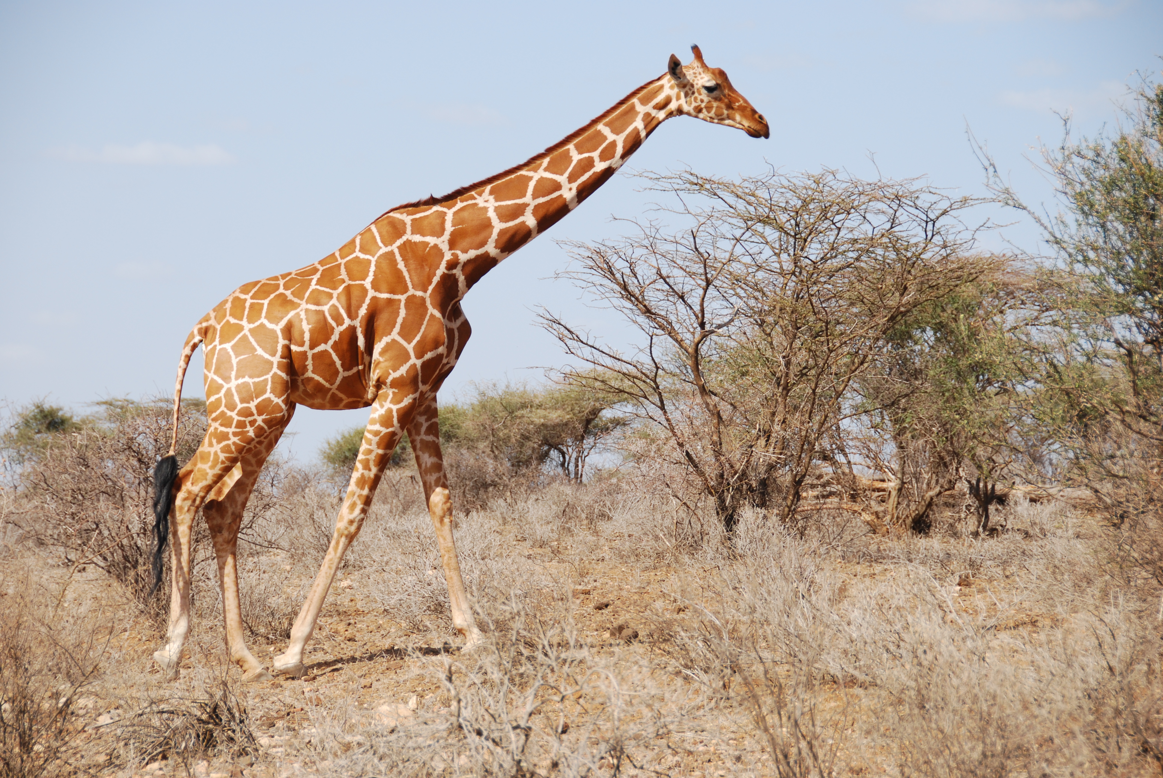 Жираф фото животного для детей