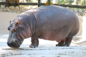 hippopotamus, Hippo,  1