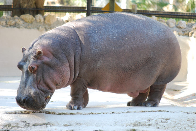 hippopotamus, Hippo,  1 HD Wallpaper Desktop Background