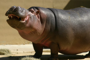 hippopotamus, Hippo,  2