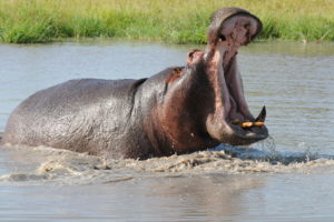 hippopotamus, Hippo,  6
