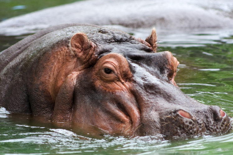 hippopotamus, Hippo,  10 HD Wallpaper Desktop Background