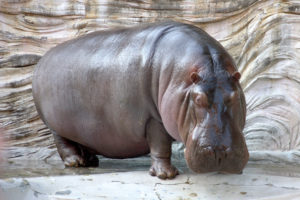 hippopotamus, Hippo,  12