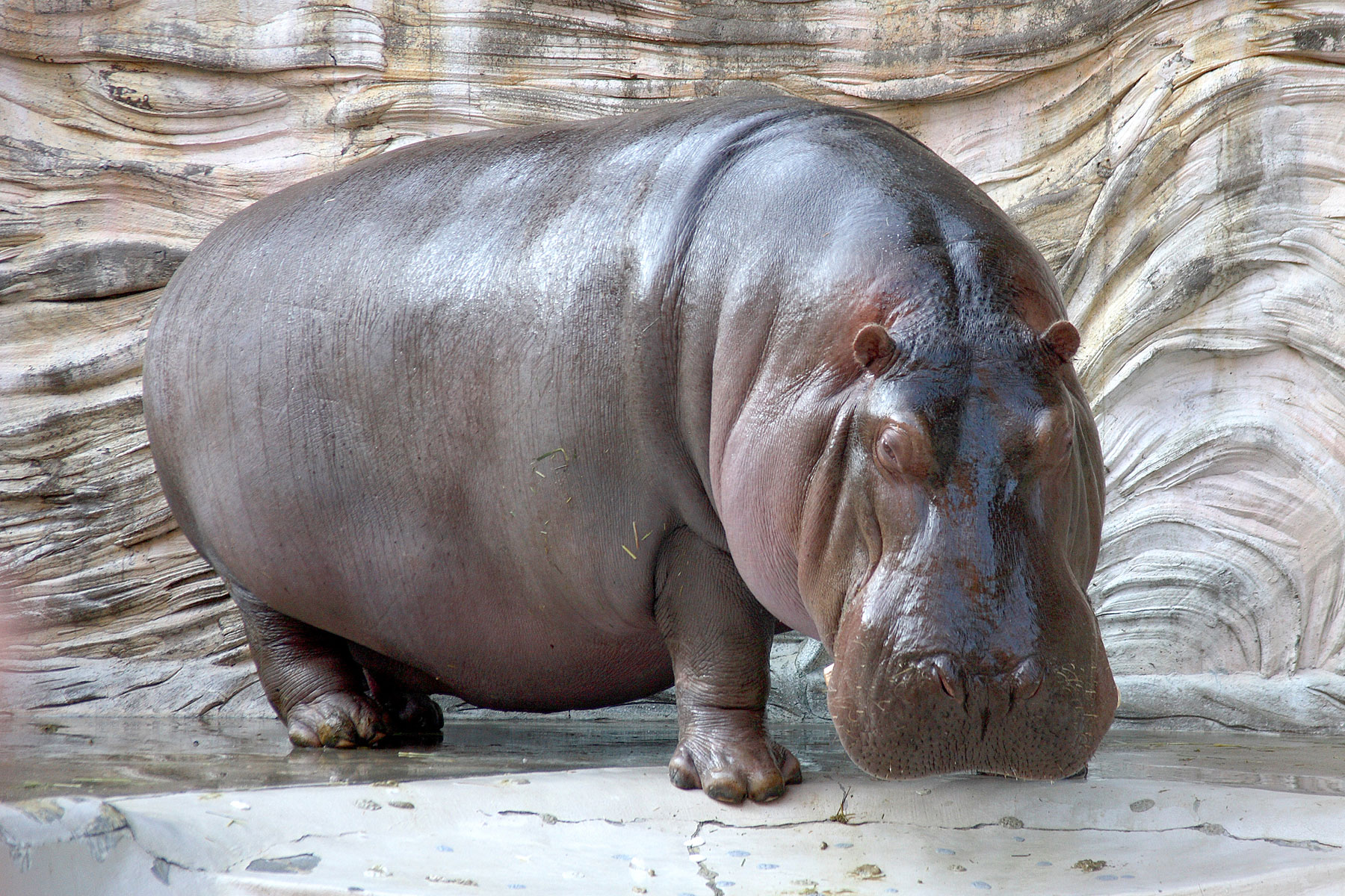 hippopotamus, Hippo,  12 Wallpaper