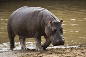 hippopotamus, Hippo,  13