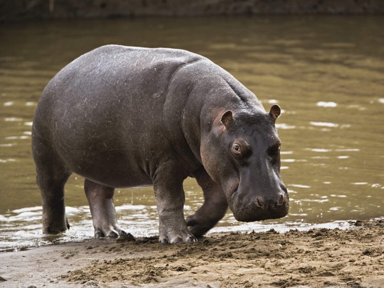 hippopotamus, Hippo,  13 HD Wallpaper Desktop Background