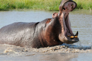 hippopotamus 405 1920×1080