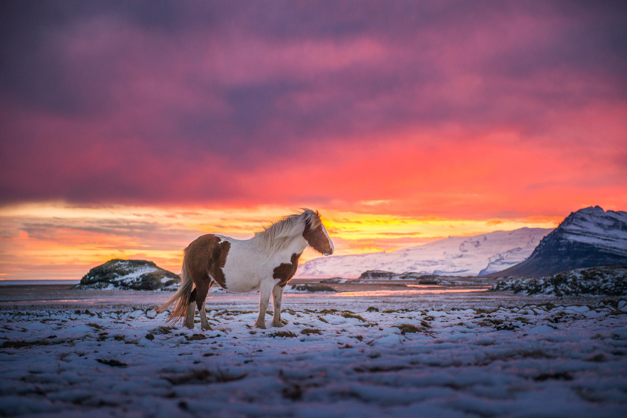 iceland, Wind, Mountains, Snow, Horse Wallpaper