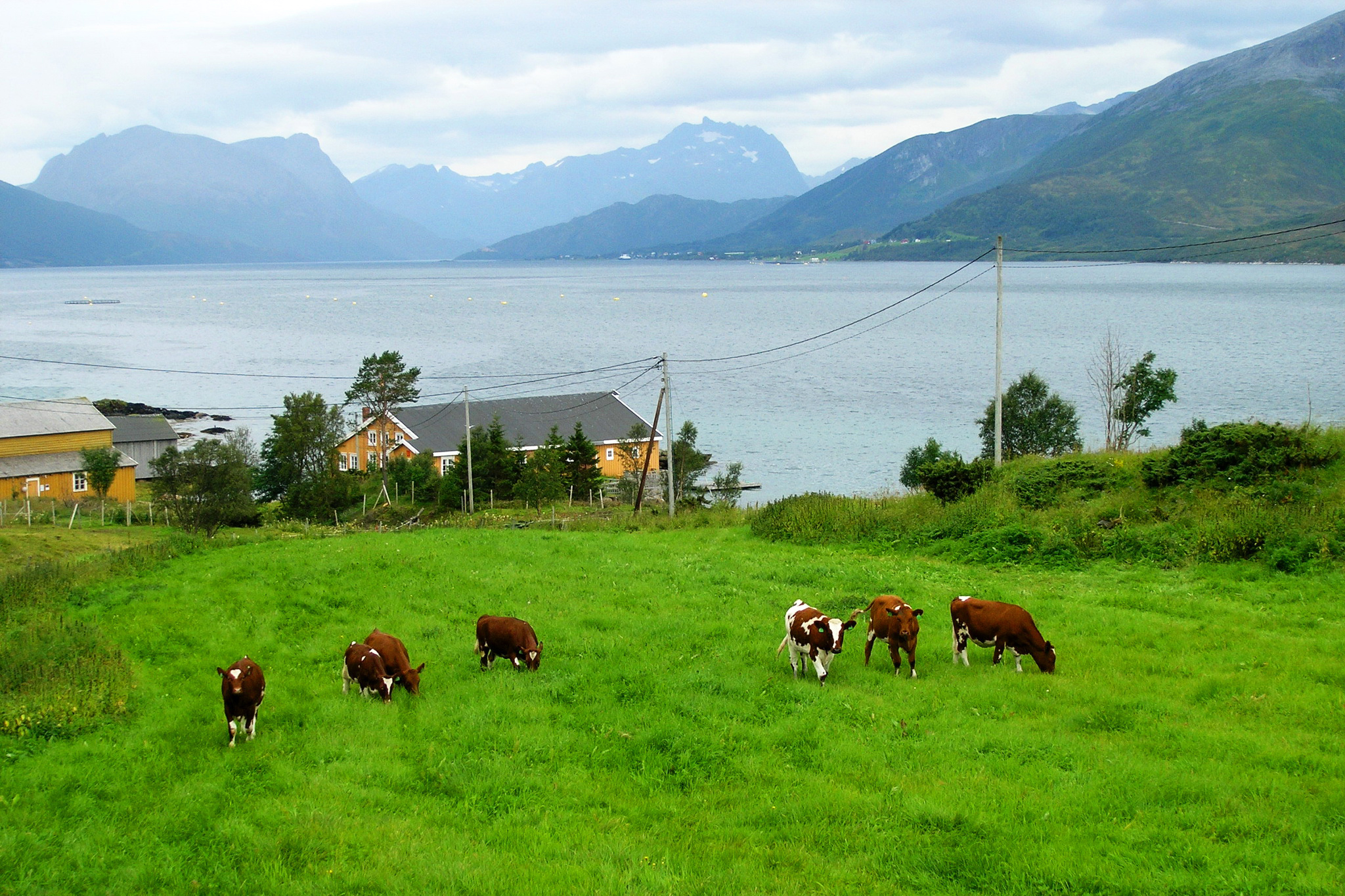 scenery, Mountains, Lake, Cow, Norway, Grass, Nature, Animals Wallpaper