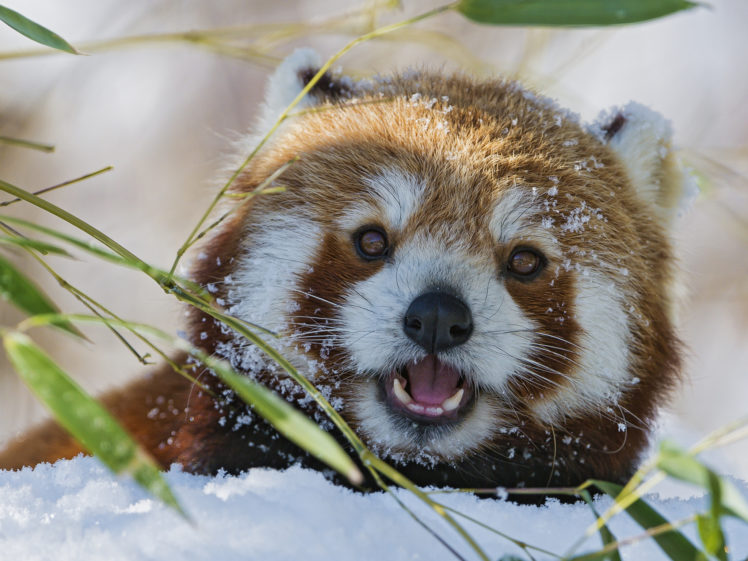 snow, Bamboo, Red, Panda, Winter HD Wallpaper Desktop Background